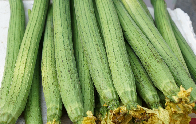 美文丨肖復(fù)興：絲瓜的外遇