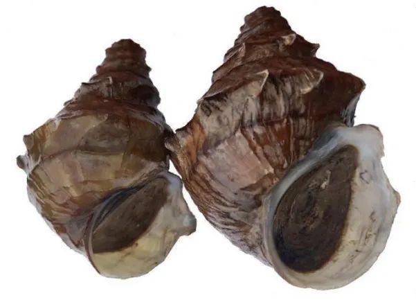 大理呼吁保護螺螄河蜆等洱海土著螺貝：入侵物種擠占生存空間