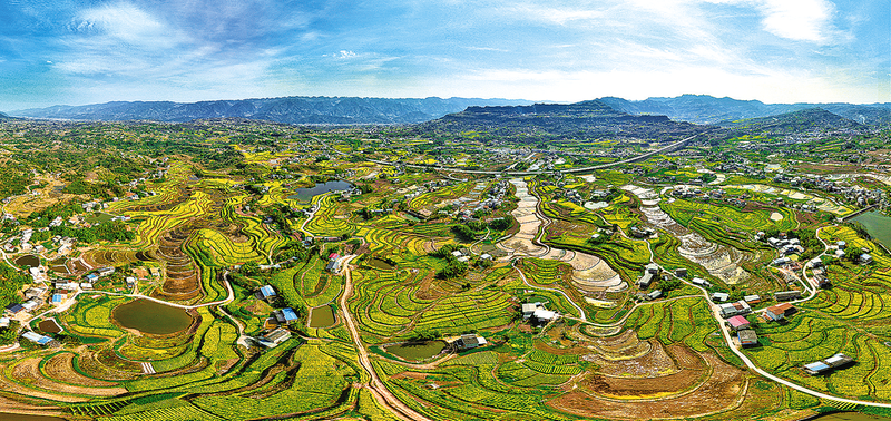 南雅鎮(zhèn)油菜花海。受訪單位供圖
