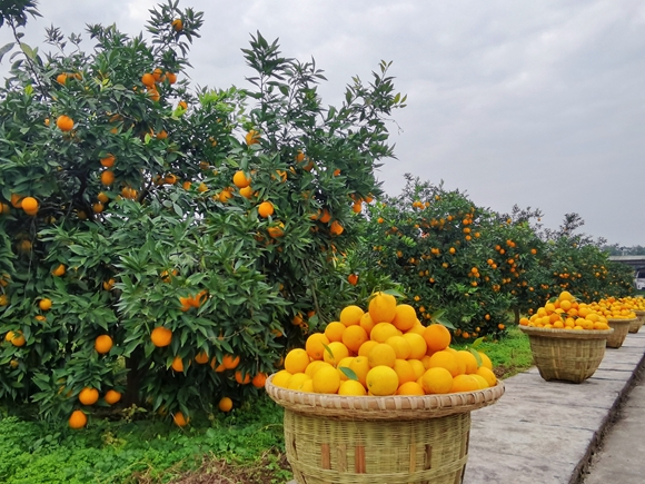 農業科技成果展區內金色的“海洋”。陳泓瑩 攝