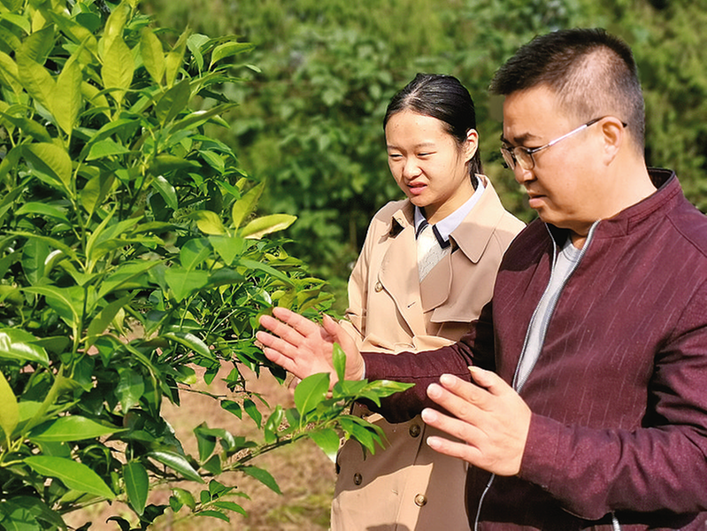 村干部查看果樹生長(zhǎng)情況。
