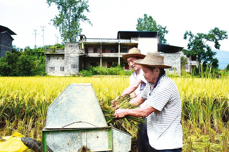 水稻脫粒。記者 程超 攝