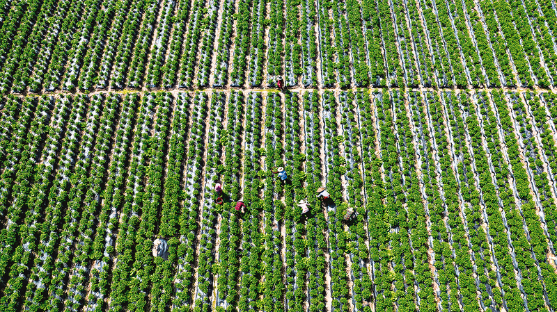 竹溪鎮(zhèn)春秋村蔬菜基地。 記者 崔家清 攝
