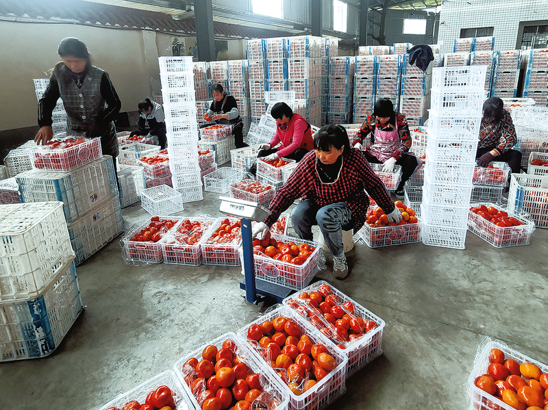 柑橘裝箱。資料圖