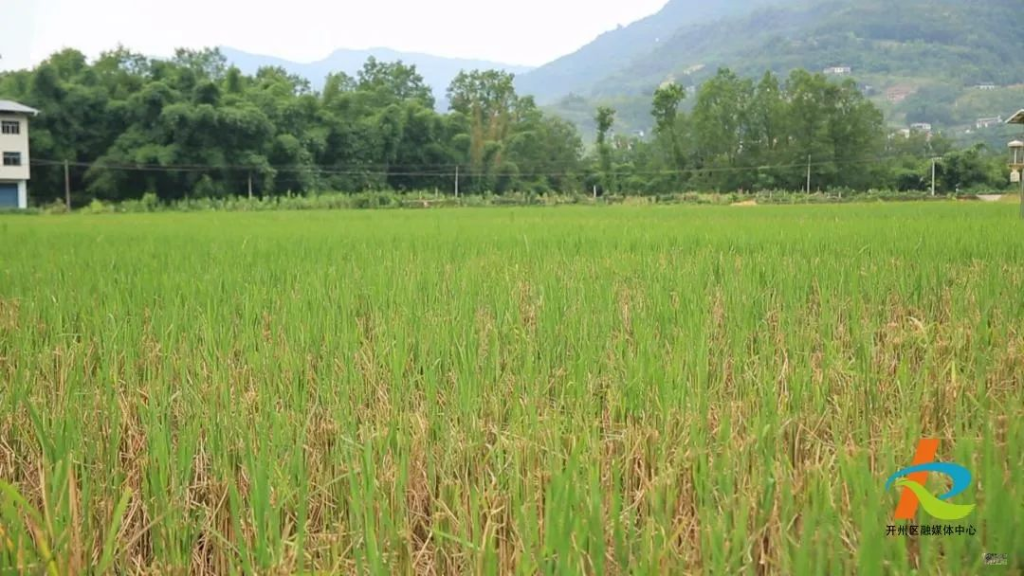 開州再生稻陸續(xù)進(jìn)入發(fā)苗孕穗期。