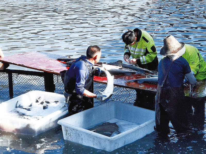 開州：養殖生態冷水魚 打造致富&ldquo;熱產業&rdquo;
