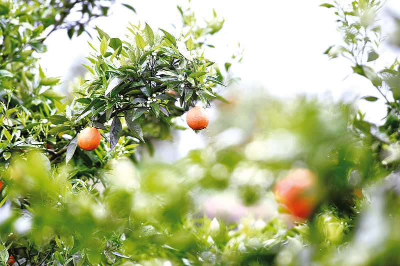 花果同樹。資料圖