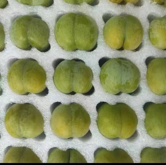 周都村晚熟李“整裝待發(fā)”。重慶湖山集團(tuán)供圖 華龍網(wǎng)發(fā)