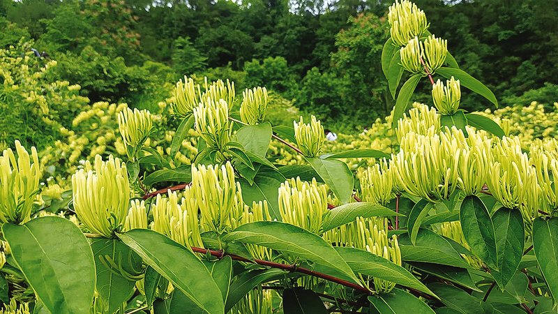山銀花長(zhǎng)勢(shì)良好。受訪(fǎng)單位供圖