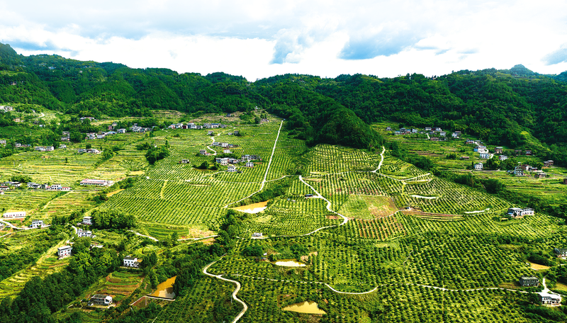 白鶴街道萬畝高標(biāo)準(zhǔn)柑橘果園一片生機(jī)盎然。 記者 崔家清 攝