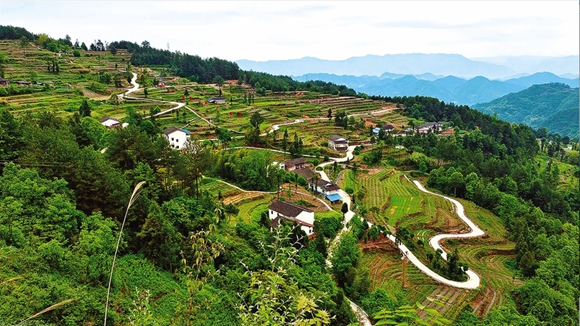 敦好鎮花椒基地。開州區融媒體中心供圖 華龍網發