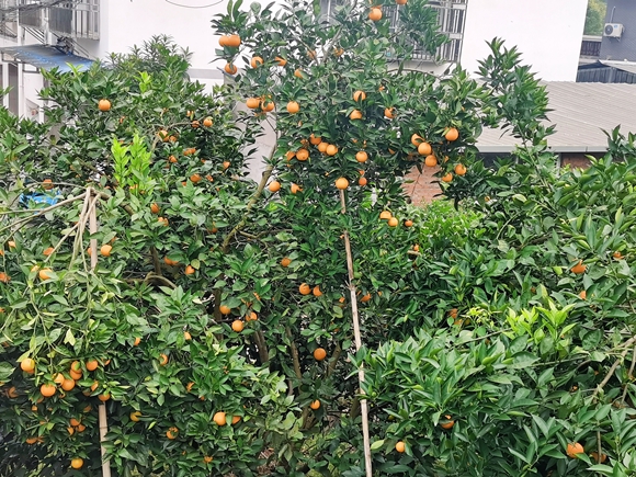 長沙萬畝橘海園碩果累累。陳泓瑩 攝